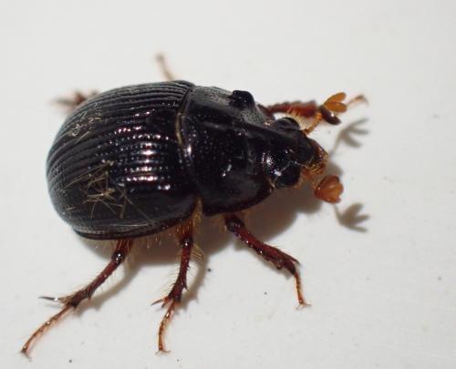 Réf. 285 556 : Odonteus armiger